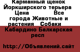 Карманный щенок Йоркширского терьера › Цена ­ 30 000 - Все города Животные и растения » Собаки   . Кабардино-Балкарская респ.